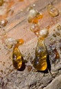 Drops of pine resin