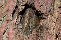 Drops of pine resin in bright sunlight on a tree trunk Royalty Free Stock Photo