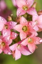 Drops in the pink kalanchoe flowers