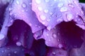 Drops on pion petals