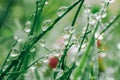 drops on plants. Grass stems and water drops macro background.green grass with drops.Earth Day. Wet grass after rain. Royalty Free Stock Photo