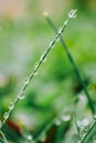 drops on plants. Grass and water drops macro background.green grass with drops.Earth Day. Wet grass after rain.plant Royalty Free Stock Photo