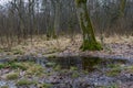 Drops in the puddle in the forest