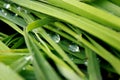 drops of pure dew on green grass in macro very close Royalty Free Stock Photo