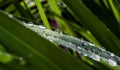 Drops of pure water on a leaf of a plant illuminated by the sun. Royalty Free Stock Photo