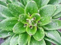 Drops of rain on a beautiful plant
