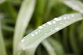 Drops of rain on the current grass. Horizontal Royalty Free Stock Photo
