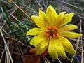 Drops of rain on the flowers shine