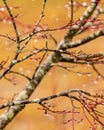 Drops of rain form on bare branches of a Japanese Maple tree or Acer palmatum, with orange and red color Royalty Free Stock Photo