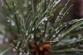 Pine needles with raindrops at sunset Royalty Free Stock Photo