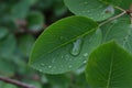 Drops of rain on green leaves in the early morning