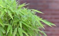 Drops of rain on the leaves of bamboo. Royalty Free Stock Photo