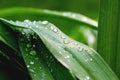 Drops of rain on the leaves of iris on a cloudy day_ Royalty Free Stock Photo