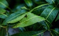 Drops of rain on the leaves of mango trees that are lush in the wet rainy season.