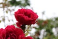 Drops of rain lie on the petals of red roses on a summer sunny day Royalty Free Stock Photo