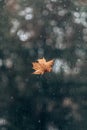 Autumn yellow maple leaf on glass window. October rain Royalty Free Stock Photo