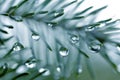 Drops of rain on the needles of the spruce branch close up.