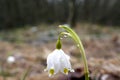 Drops of rain water on the first spring flowers - snowdrops. Royalty Free Stock Photo