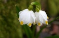 Drops of rain water on the first spring flowers - snowdrops. Royalty Free Stock Photo