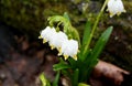 Drops of rain water on the first spring flowers - snowdrops. Royalty Free Stock Photo