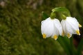 Drops of rain water on the first spring flowers - snowdrops. Royalty Free Stock Photo