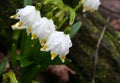 Drops of rain water on the first spring flowers - snowdrops. Royalty Free Stock Photo