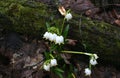 Drops of rain water on the first spring flowers - snowdrops. Royalty Free Stock Photo