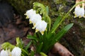 Drops of rain water on the first spring flowers - snowdrops. Royalty Free Stock Photo