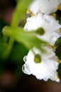 Drops of rain water on the first spring flowers - snowdrops. Royalty Free Stock Photo