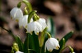 Drops of rain water on the first spring flowers - snowdrops. Royalty Free Stock Photo