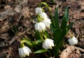 Drops of rain water on the first spring flowers - snowdrops. Royalty Free Stock Photo