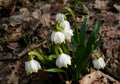 Drops of rain water on the first spring flowers - snowdrops. Royalty Free Stock Photo