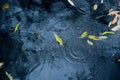 Drops of rain water on a fresh asphalt