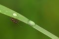 Drops of rain water on grass with ant Royalty Free Stock Photo