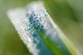 Drops of rain water on a leaf Royalty Free Stock Photo