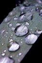 Drops of rain water on a leaf Royalty Free Stock Photo
