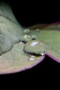 Drops of rain water on a leaf Royalty Free Stock Photo
