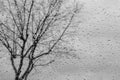 Drops of rain on the window; blurred tree in the background; shallow depth of field; black and white Royalty Free Stock Photo