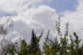Drops of rain on the window; blurred trees and clouds in the background; sunshine after the rain, shallow depth of field Royalty Free Stock Photo