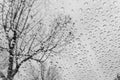 Drops of rain on the windshield, blurred tree shape on the background, black&white Royalty Free Stock Photo