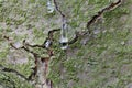 Drops of resin on the bark of an eastern white pine Royalty Free Stock Photo