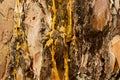 The drops of resin flow down on the bark of pine-tree Royalty Free Stock Photo