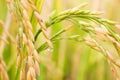 Drops on rice field in north Thailand, nature food landscape background. Royalty Free Stock Photo