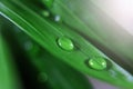 Drops of ross on green grass, in the rays of the sun. Selective focus. Macro shooting Royalty Free Stock Photo