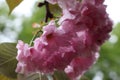 Drops of spring rain hanging on the petals of sakura flowers