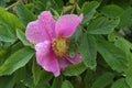 Drops of summer rain remained on delicate pink rose petals Royalty Free Stock Photo