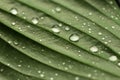 Drops of transparent rain water on a green leaf macro.Beautiful leaf texture in nature. Top view Royalty Free Stock Photo