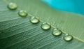 Drops of transparent rain water on a green leaf macro. Drops of dew in the morning glow in the morning light.