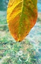 Drops trickle down yellow leaf and fall into water