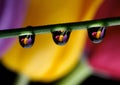Drops and Tulips Royalty Free Stock Photo